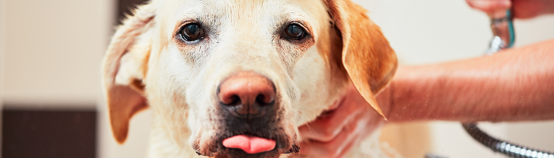 Kennel reservations for pets Boone, Iowa